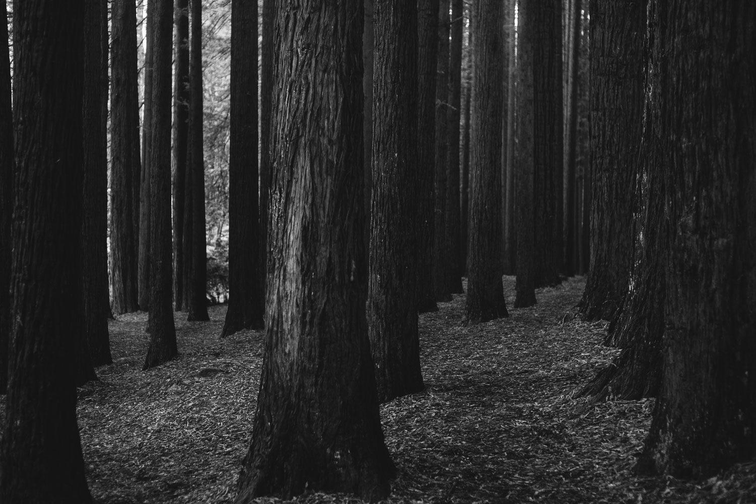 California Redwoods in the Otways