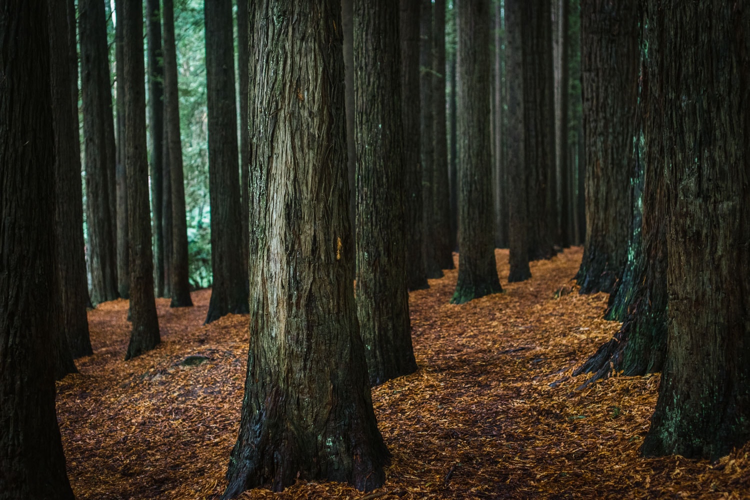 Redwood plantation in the Otways