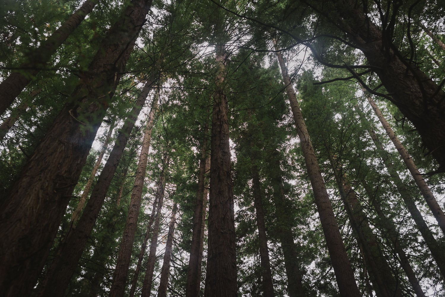 Otways Redwood Plantation