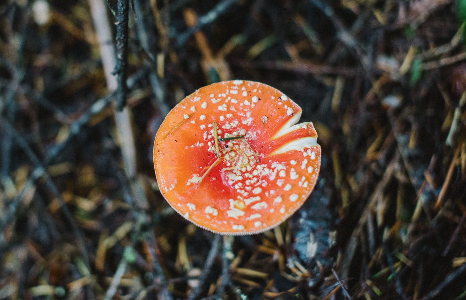 Colourful mushrooms in the Otways