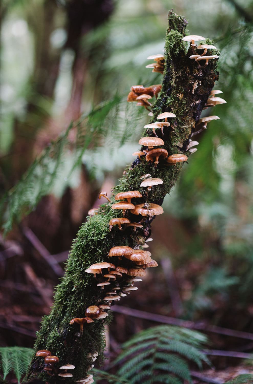 Mushrooms in the Redwoods