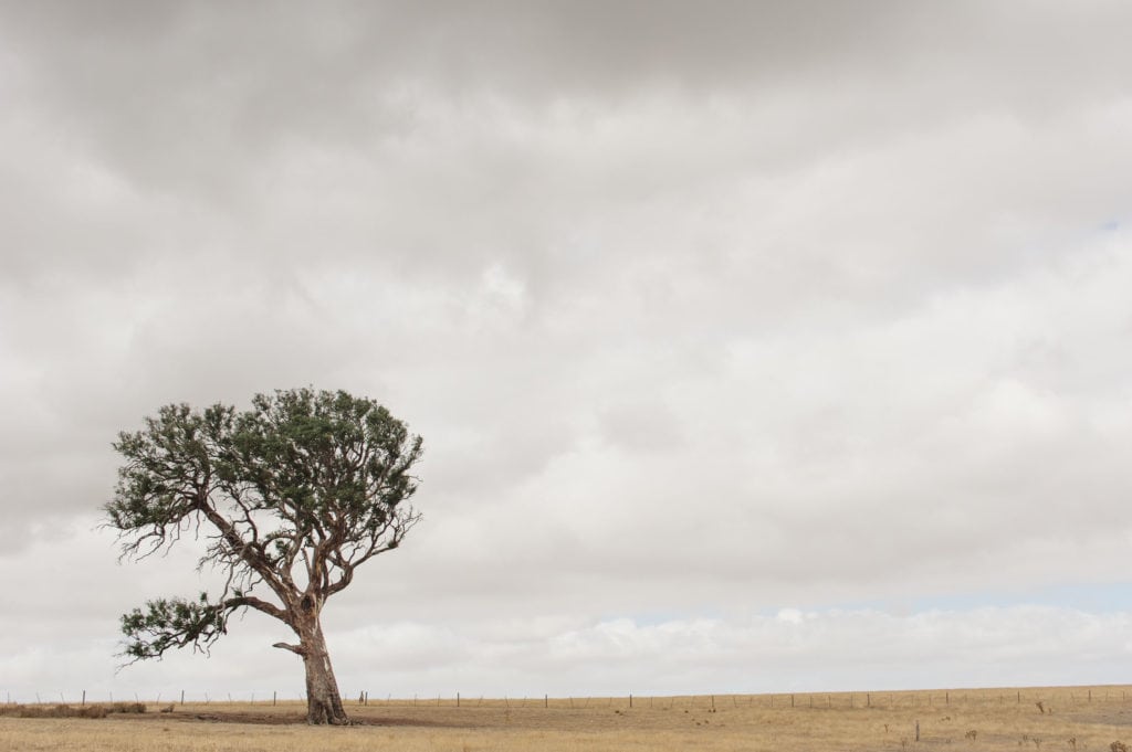 Lone tree on the horizon near Dunkeld