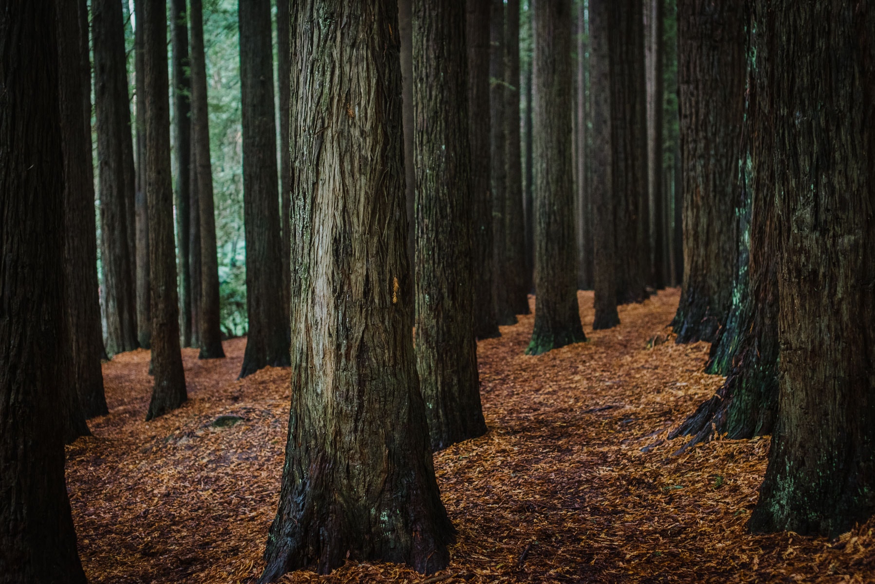 A Photo of the Redwood Plantation in Forrest, Victoria by Colac Otway Photographer Paul Benjamin
