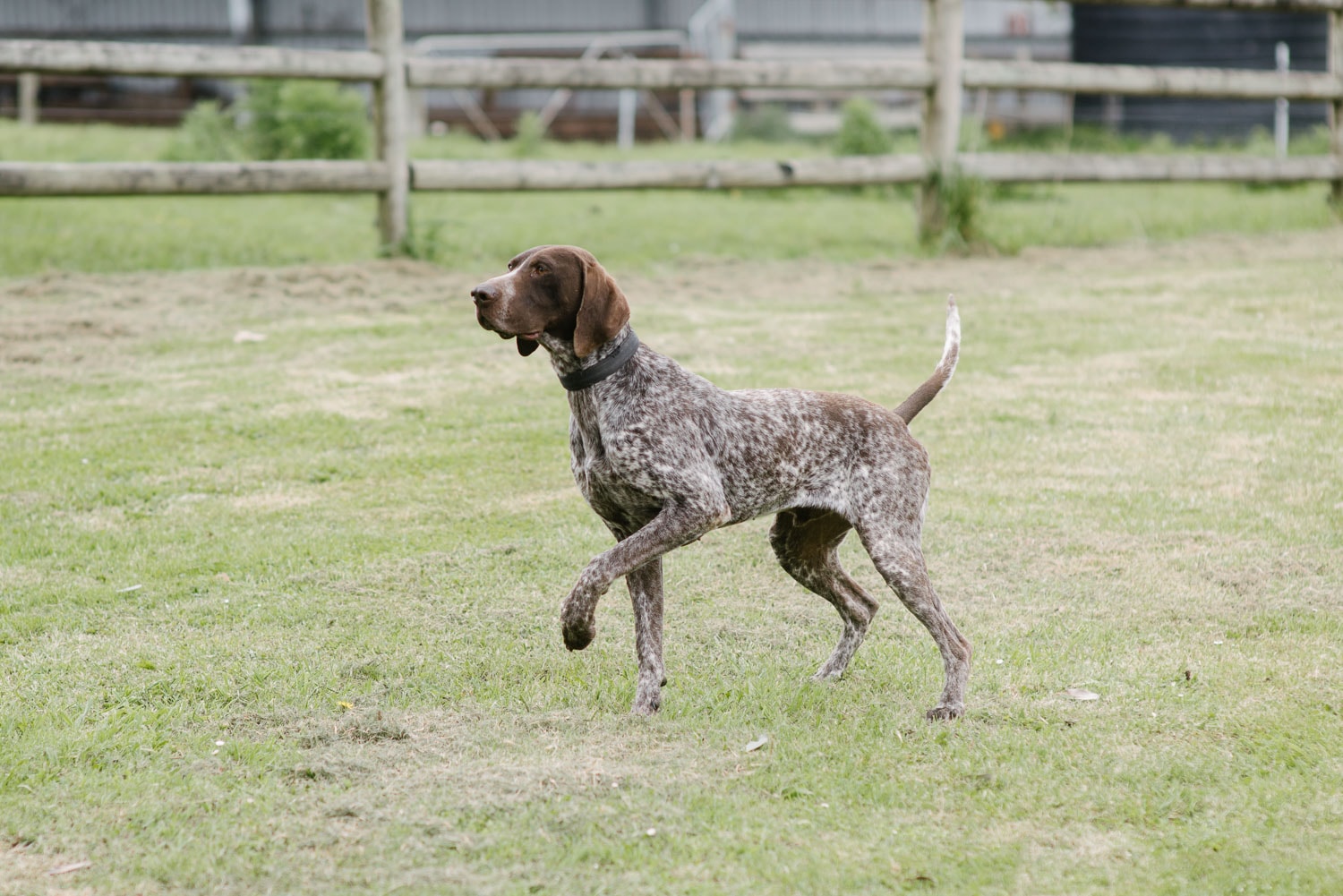 Brown dog