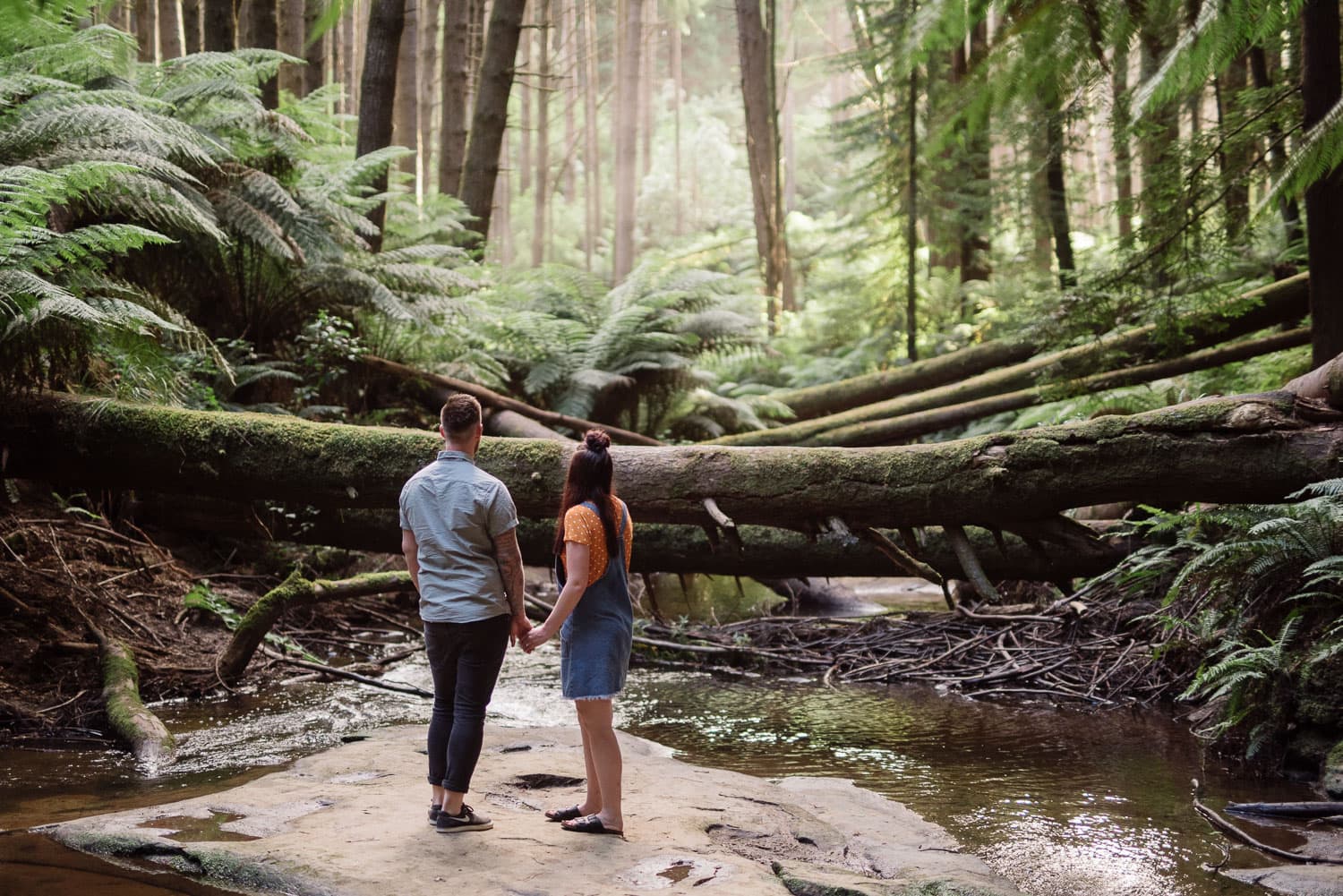 Couple survey the Redwood plantation