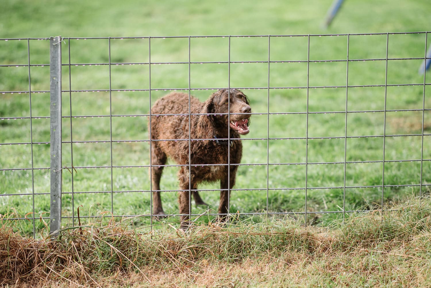 Dog at family portrait session near Simpson