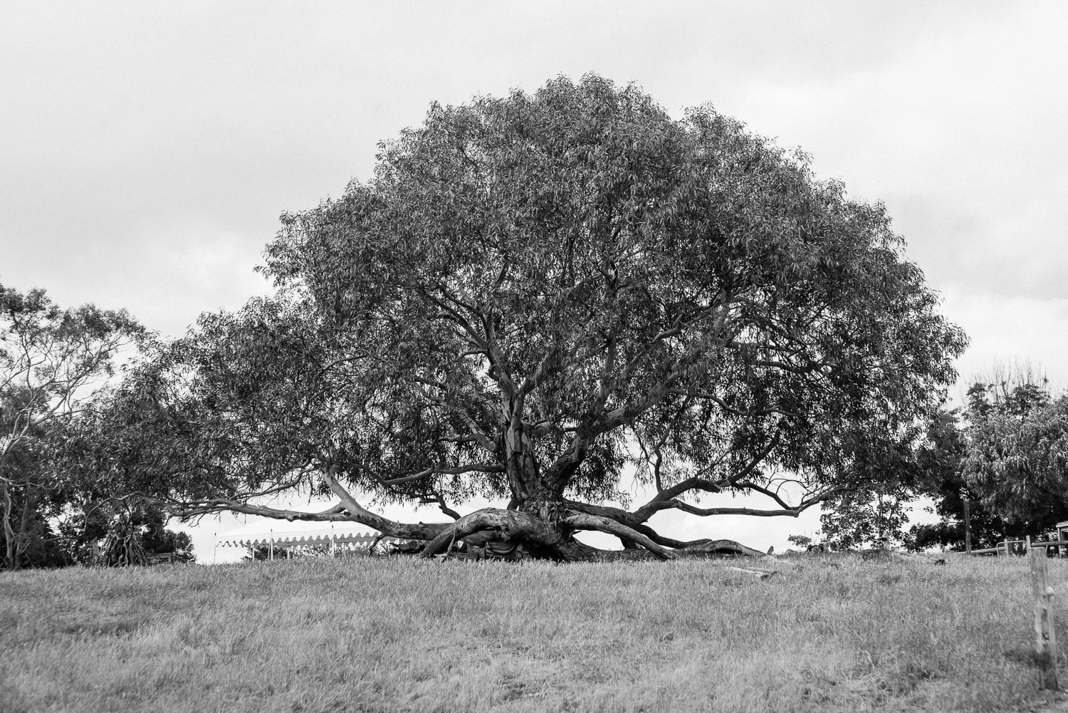 Giant tree at Tarndwarcoort in the Western District