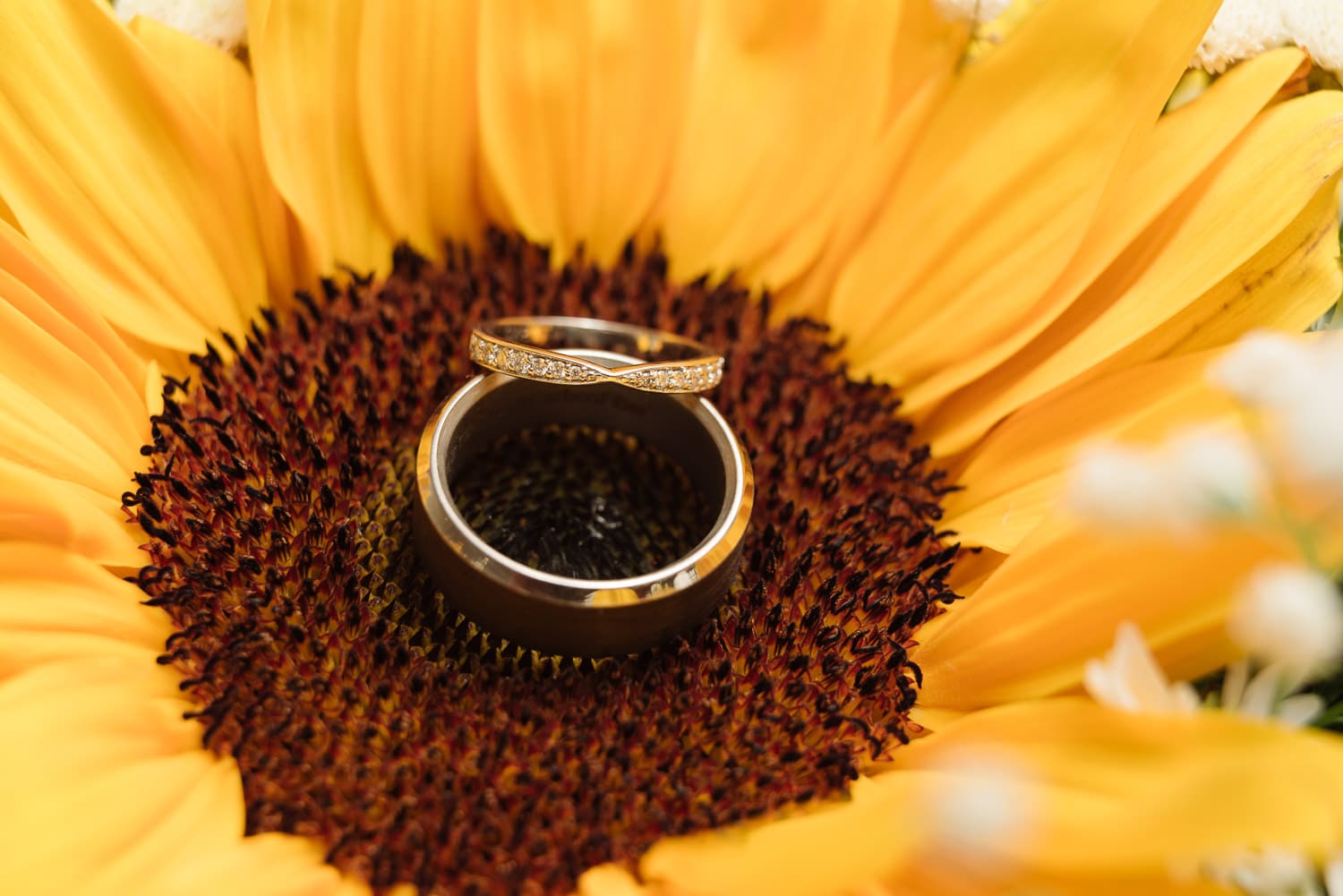 Rings in Sunflower