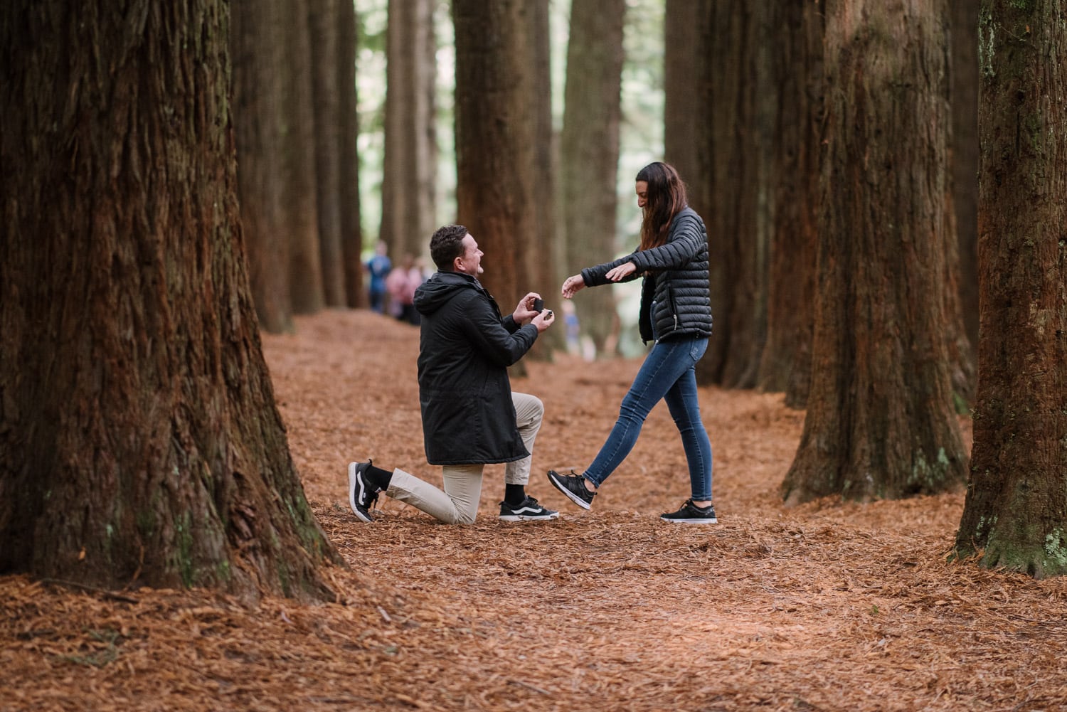 Wedding proposal in the Otways Redwoods