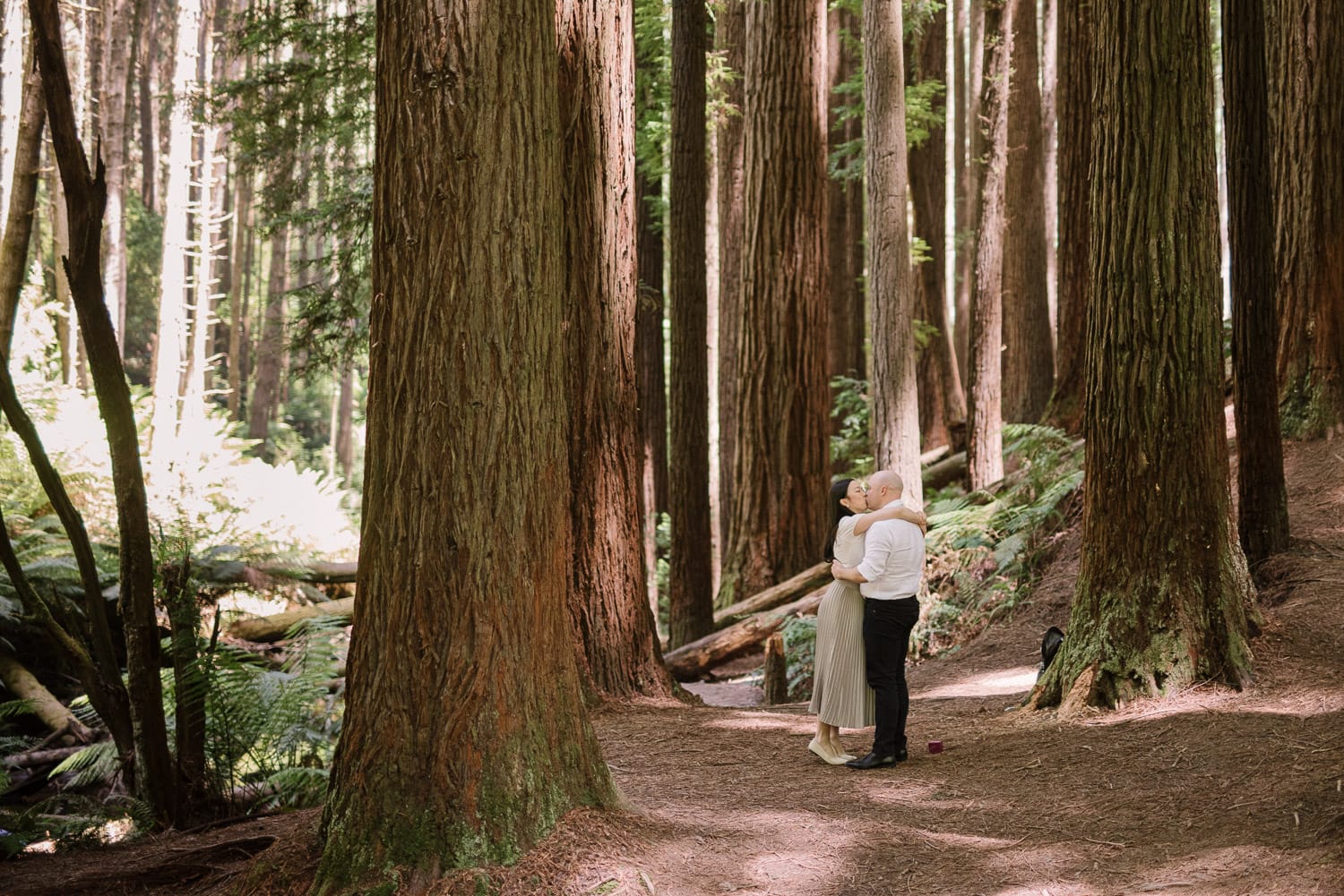 Otways redwoods photos
