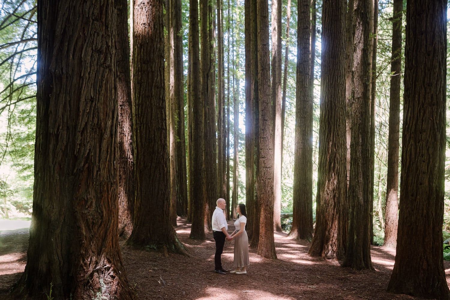 Engagement portraits at the California redowoods in the Otways