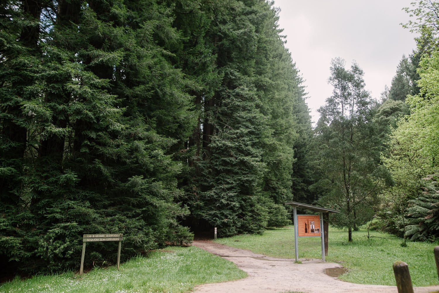 Otways Redwoods plantation