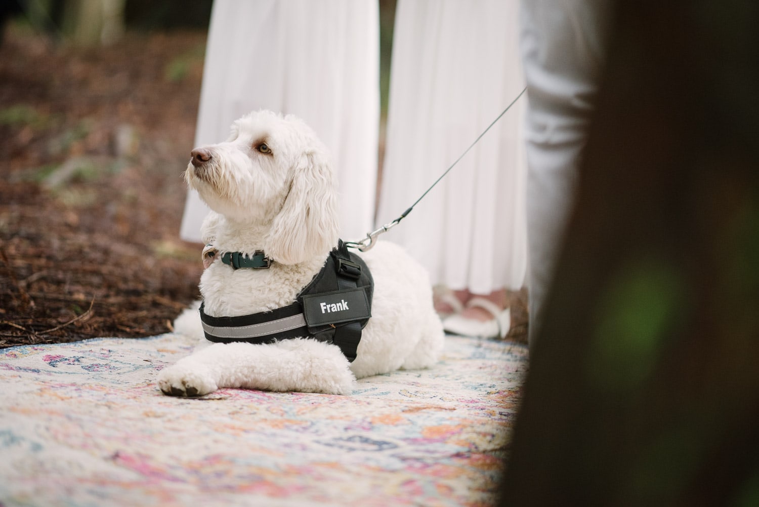 Puppy at a wedding